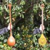 Персидский сетар от Iransaz, модель «Шаян» (для профессионалов)
