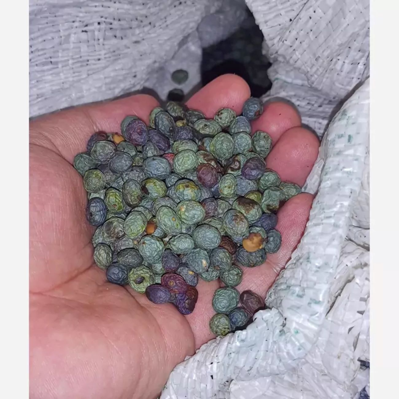 Дикие горные фисташки (Pistacia Atlantica, 1000 г)